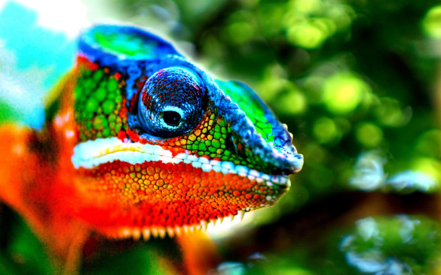 Colorful chameleon macro mystical neo free wallpaper for desktop - medium preview image