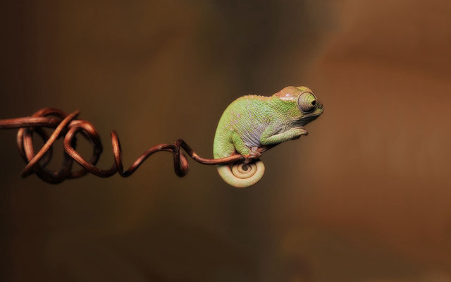 Green chameleon wire brown background free wallpaper for desktop - medium preview image
