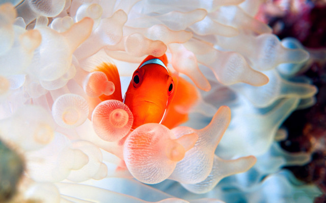Clown fish anemone coral reef free wallpaper for desktop - medium preview image