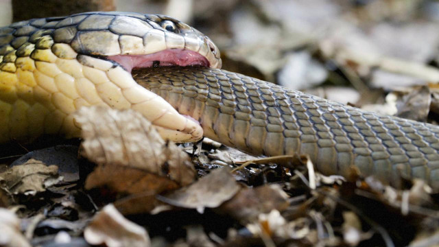 Snake tongue leaves ground tree free wallpaper for desktop - medium preview image