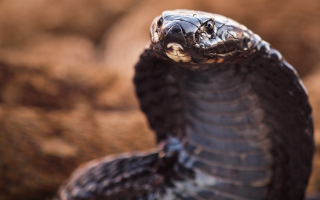 Snake curled ready strike mouth free wallpaper for desktop - medium preview image