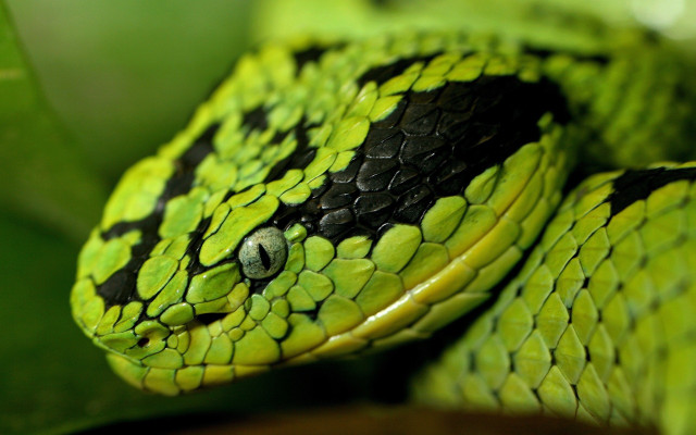 Green snake black spots leafy free wallpaper for desktop - medium preview image
