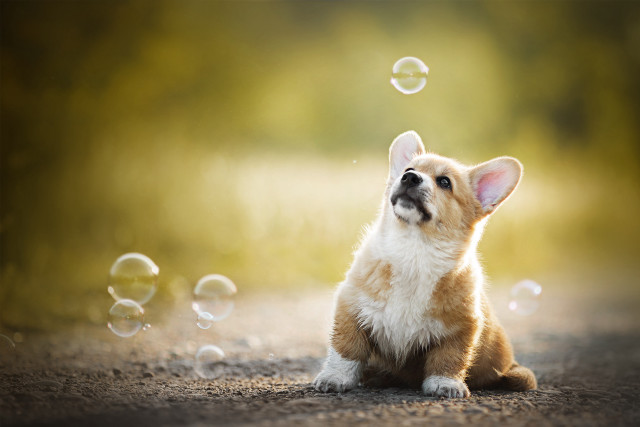 Small dog dirt road bubbles free wallpaper for desktop - medium preview image