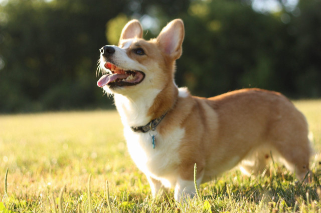Small dog field tongue out free wallpaper for desktop - medium preview image