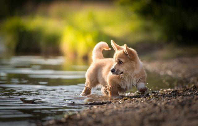 Small dog water edge stick free wallpaper for desktop - medium preview image