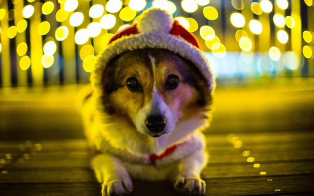 Dog santa hat wooden floor free wallpaper for desktop - medium preview image