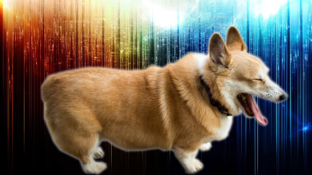 Dog mouth open colorful background free wallpaper for desktop - medium preview image