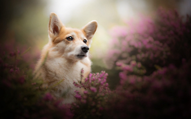 Dog looking camera field flowers free wallpaper for desktop - medium preview image