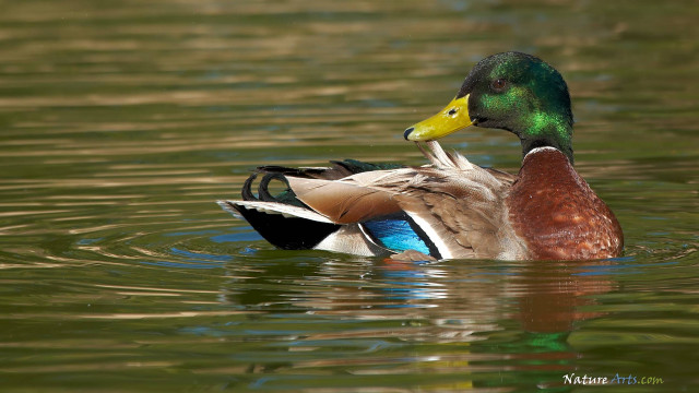 Duck yellow beak swimming pond #2 free wallpaper for desktop - medium preview image