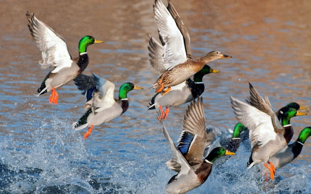 Flock of ducks flying over free wallpaper for desktop - medium preview image
