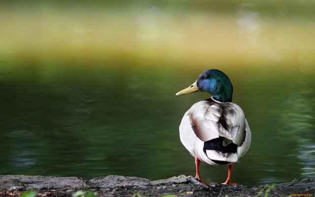 Duck standing rock water green free wallpaper for desktop - medium preview image