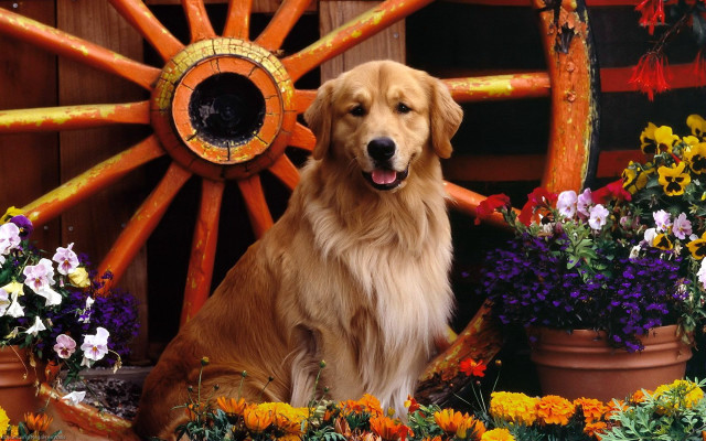 Dog sitting wagon flowers wooden free wallpaper for desktop - medium preview image
