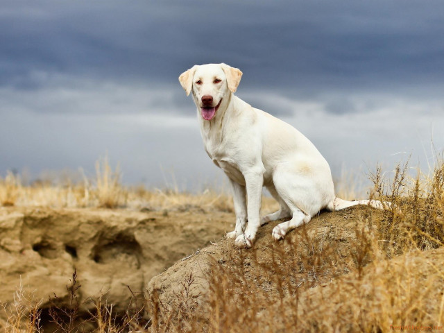 White dog rock dry grass free wallpaper for desktop - medium preview image