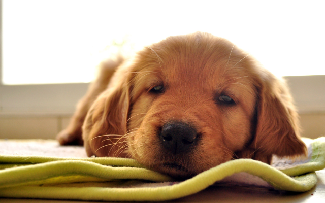 Dog laying floor towel eyes free wallpaper for desktop - medium preview image