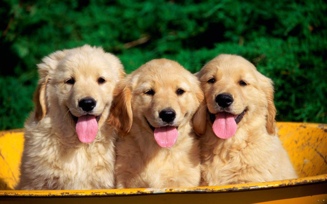 Three dogs yellow tub tongues free wallpaper for desktop - medium preview image