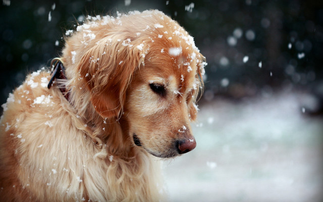 Dog snowflakes closed eyes looking free wallpaper for desktop - medium preview image