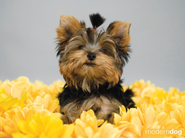 Small dog yellow flowers gray #2 free wallpaper for desktop - medium preview image