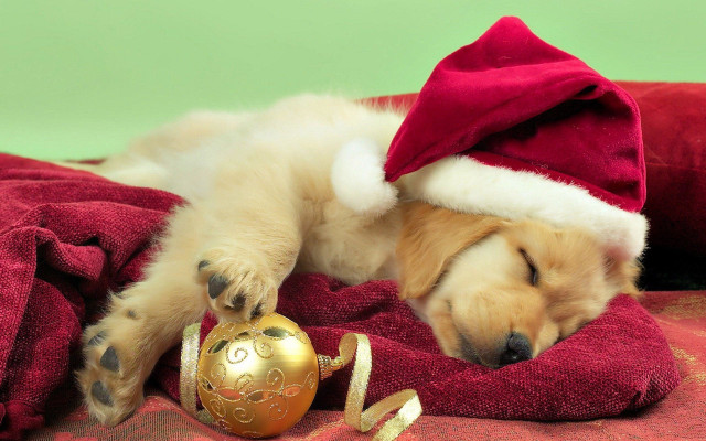 Puppy sleeping blanket christmas ornament free wallpaper for desktop - medium preview image