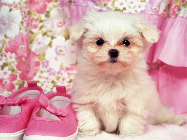 White dog pink shoes flower free wallpaper for desktop - medium preview image