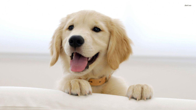 Dog sitting pillow smiling looking free wallpaper for desktop - medium preview image