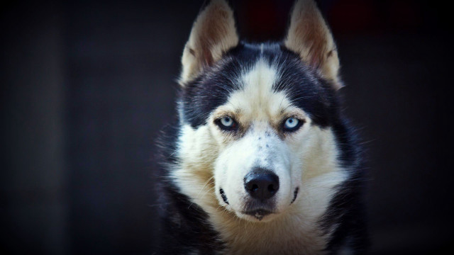 Black white dog blue eyes free wallpaper for desktop - medium preview image