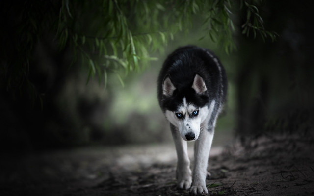 Husky woods night blurry background free wallpaper for desktop - medium preview image