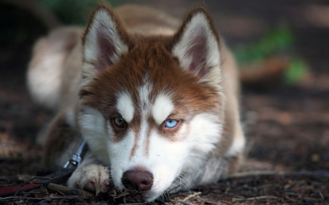 Dog blue eyes leash mouth free wallpaper for desktop - medium preview image