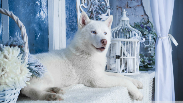 White dog blanket birdcage flowers free wallpaper for desktop - medium preview image