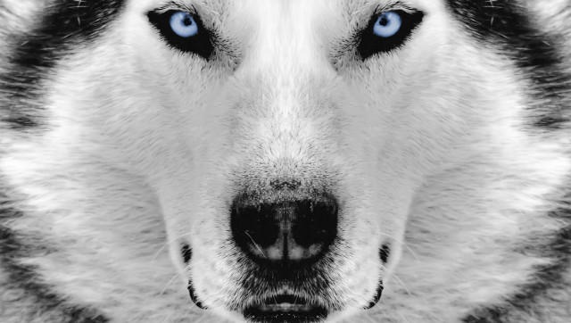 Dog blue eyes collar shirt free wallpaper for desktop - medium preview image