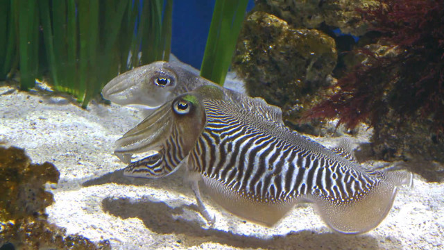 Fish long tail swimming water free wallpaper for desktop - medium preview image