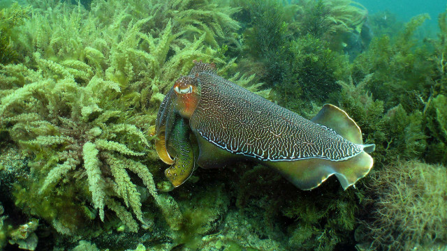 Large squid seabed algaes sponges free wallpaper for desktop - medium preview image