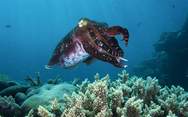 Squid coral reef ocean fish free wallpaper for desktop - medium preview image