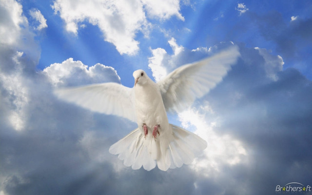 White dove cloudy sky sunbeams free wallpaper for desktop - medium preview image