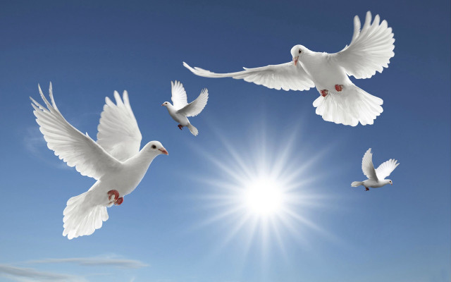 White birds flying blue sky #2 free wallpaper for desktop - medium preview image