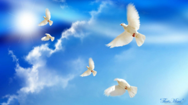 White birds flying blue sky free wallpaper for desktop - medium preview image