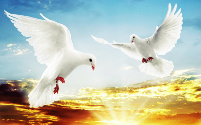 Two white birds flying sky #2 free wallpaper for desktop - medium preview image