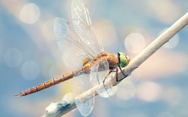 Dragonfly branch wings spread eyes free wallpaper for desktop - medium preview image
