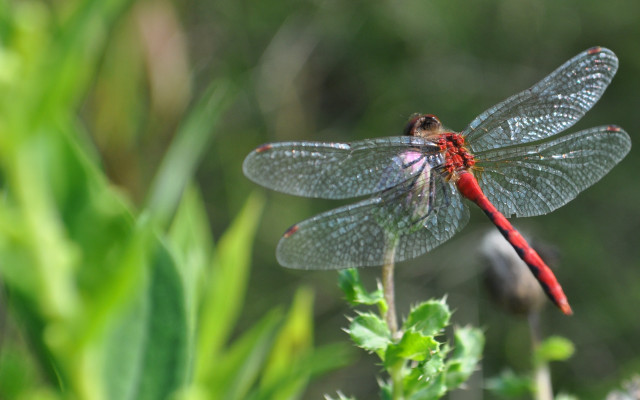Red black dragonfly green plant free wallpaper for desktop - medium preview image