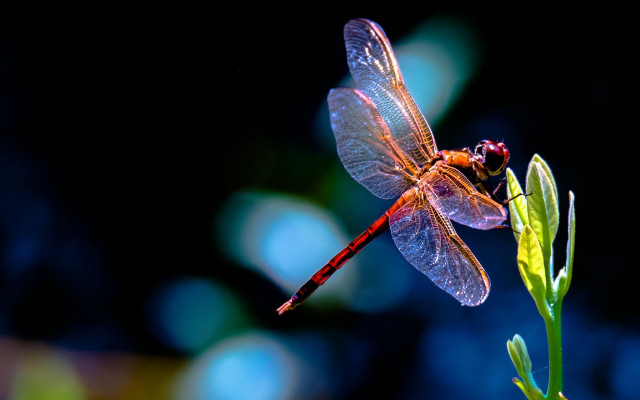 Dragonfly plant black background blue free wallpaper for desktop - medium preview image