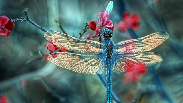 Dragonfly branch red flowers blurry free wallpaper for desktop - medium preview image