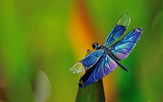 Blue dragonfly green plant grass free wallpaper for desktop - medium preview image