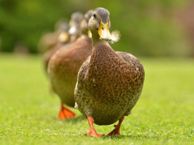 Ducks walking green field sunny free wallpaper for desktop - medium preview image