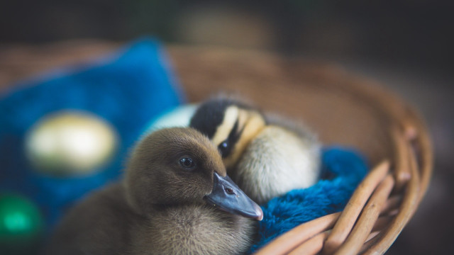 Ducks basket blanket blue pillow free wallpaper for desktop - medium preview image