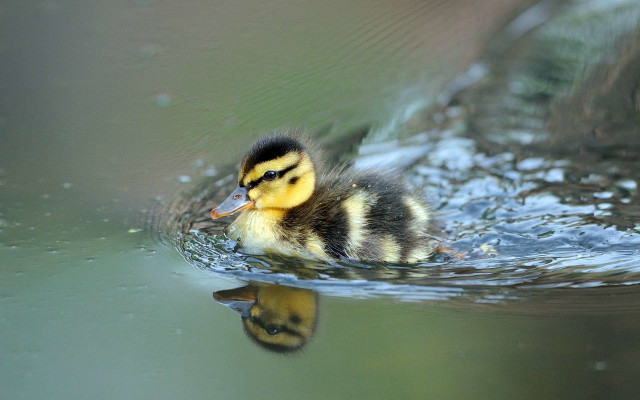Duckling swimming pond head above free wallpaper for desktop - medium preview image