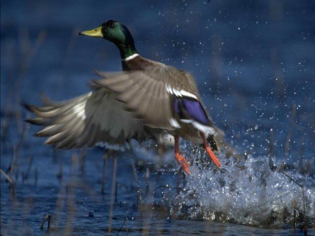 Duck flying over water landing free wallpaper for desktop - medium preview image