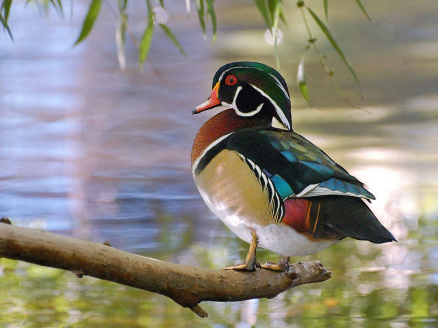 Colorful bird perched branch water free wallpaper for desktop - medium preview image