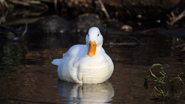White duck floating water forest free wallpaper for desktop - medium preview image