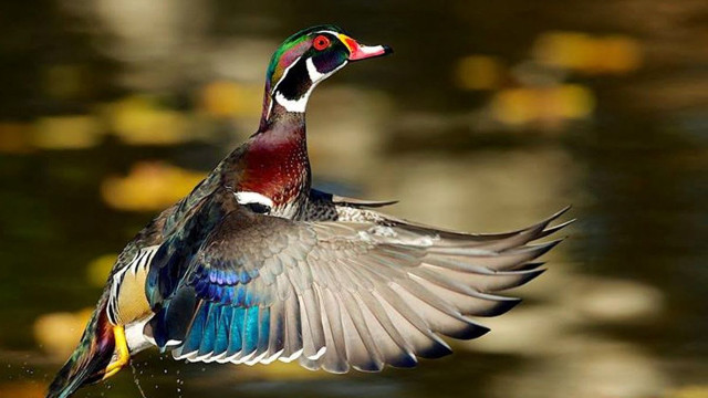Colorful bird flying water wings free wallpaper for desktop - medium preview image