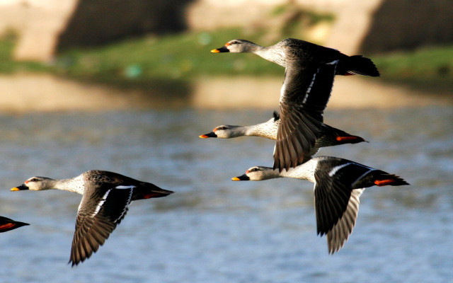 Ducks flying water rock grassy free wallpaper for desktop - medium preview image