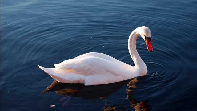 Swan swimming water red beak free wallpaper for desktop - medium preview image